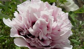 5 Seeds Pink Rockii Tree Peony Plants Seeds, Decorative Garden Flower - £23.34 GBP