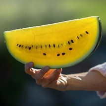 FMG 10 Yellow Flesh Moon And Stars Watermelon Seeds Non-Gmo Heirloom Fas... - $215.11 MXN