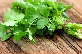 30 Fresh Cilantro/Coriander Seeds NongmoFrom US - £6.60 GBP