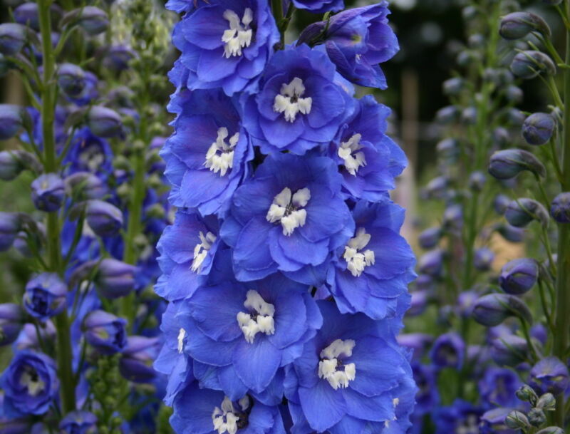 Blue Delphinium Seeds Blue Bird Heirloom Flower Seeds Tall Blue Flowers 50ct - $9.29