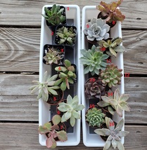 Succulent plant in 2 inch nursery pot, choose one from assortment shown - £9.58 GBP