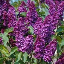 SR12Store 25 Orchid Lilac Seeds Tree Fragrant Flowers Perennial Seed Flower 965  - £6.94 GBP