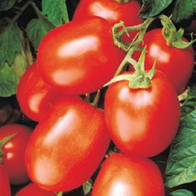 25 Tomato Health Kick F1 Roma Tomato - Tomato Seeds  - $16.99