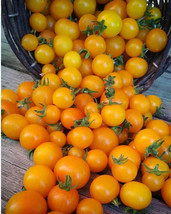 VC Gold Pearl Micro Dwarf Sweet Cherry Tomato Vegetable 12 Seeds Easy Grow - $10.87
