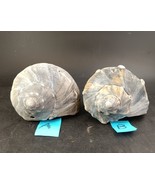 Lot Of 2 Blue Grey Welk Shells; 6 1/4&quot; and 6&quot; - $10.00