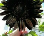 25+ Seeds Deep Black Sunflower Seeds Plants Garden Planting Usa R - $5.99