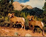Rugged Tawny Rocky Mountain Sheep CO Postcard PC5 - £4.00 GBP