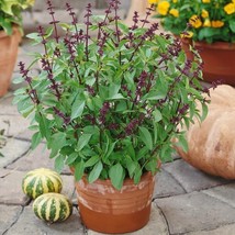 200 Thai Basil Seeds Non-Gmo    - £3.19 GBP