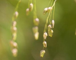 250 Rattlesnake Mannagrass Canadian Quaking Grass Glyceria Canadensis Br... - $10.45