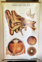 Vintage AJ Nystrom &amp; Co. - Eye and Ear Anatomical Teaching Chart - 1918 - £194.27 GBP