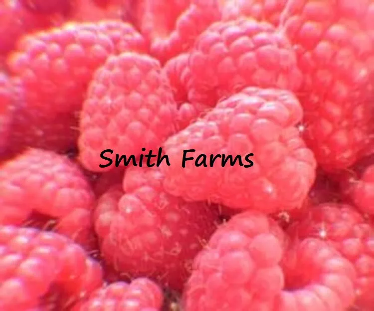 100 Seeds Pink Raspberry Berries Raspberries Fresh Fruit Gardening USA S... - $12.50