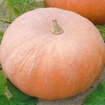 5 Seeds Of Yellow Of Paris Pumpkin Giant De Paris Usa - £5.26 GBP