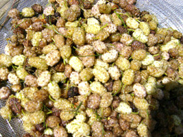 50 Of White Mulberry Seeds Morus Alba - £9.50 GBP