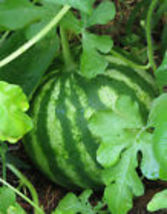 30+ Sugar Baby Watermelon Seeds  Fruit Melon Garden USA NON-GMO  - £6.93 GBP