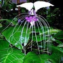 ENIL 10 Seeds White Bat Orchid Flower Exotic Tropical Houseplant - £3.35 GBP