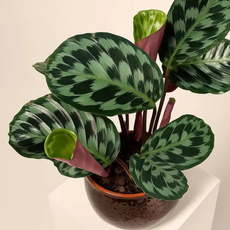 25 Helen Kennedy Calathea Seeds, Ornamental Foliage, Indoor Plant, Non-GMO - €11,11 EUR