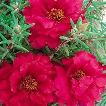 100 Seeds - Portulaca Moss Rose Red - Easy to grow - £6.77 GBP