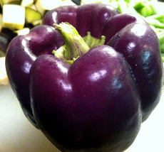 75 Pcs Purple Bell Sweet Pepper Seeds #MNHG - £10.02 GBP