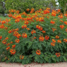 Pride Of Barbados Plant (Caesalpinia Pulcherima) Seeds Garden - $15.00