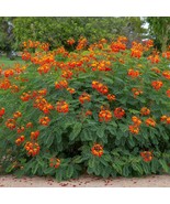 Pride Of Barbados Plant (Caesalpinia Pulcherima) Seeds Garden - $15.00