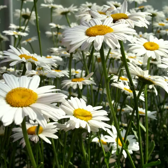 Shasta Daisy 200 Seeds | Non-GMO - £7.04 GBP