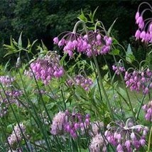 GIB Allium CernuumNodding Pink Onion 50 Seeds - $9.00