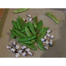 USA SELLER Florida Speckled Butter Pole Bean Seeds Fast Shipping - $13.79