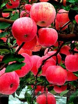 Red Fuji Apple Fruit Seeds 10 Seeds Beautiful - £5.62 GBP