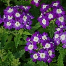 Bin#1R3D3 Verbena Seeds Obsession Blue With Eye 50 Verbena Seedsgarden Beautiful - £16.36 GBP