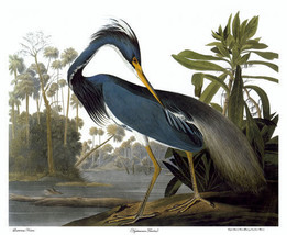 Audubon Louisiana Heron 30x44 Hand Numbered Edition Fine Art Print - £117.95 GBP