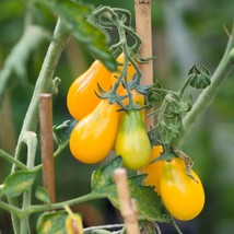 Organic Green Pear Tomato Seeds (5 Pack) - Sustainable Home Garden, Grow Your Ow - £2.76 GBP