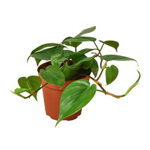 4" Pot - Philodendron Cordatum Heartleaf - Houseplant - Living room - FREE SHIP - $40.99