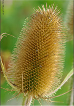 75 Fullers Teasel Indian Teasel Dipsacus Sativus White Flower Seeds USA Fast Shi - $18.00