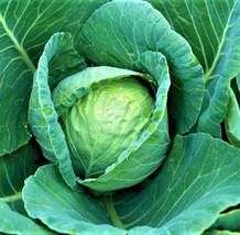 Garden Store All Seasons Cabbage Seeds 300 Seeds Non-Gmo - $142.09 MXN
