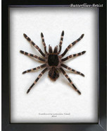 Giant White Knee Acanthoscurria Geniculata Real Tarantula Spider Entomology - £158.57 GBP