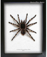 Giant White Knee Acanthoscurria Geniculata Real Tarantula Spider Entomology - $272.16 CAD