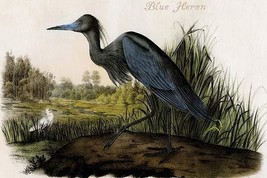 Blue Heron by John James Audubon - Art Print - £17.57 GBP+