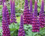 Lupine Seeds Flower Perennial Hardy Flowers Pure Fresh 50 + Seed  - $5.99