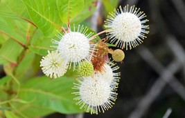 15 Seeds Buttonbush Ornamental Shrub Cephalanthus occidentalis Fresh Seeds - $4.78