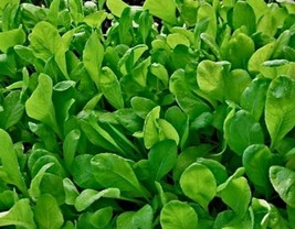 Non-GMO Spinach Mustard Tendergreen - 250 Seeds - £6.37 GBP