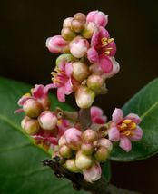 5 Seeds Lemonade Berry Or Rhus Integrifolia From US - £7.70 GBP