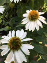 Sale 4 U ~ White Coneflower 2 Packs 25 + Seeds Total Over 50 Seeds Usa Seller Fr - £7.60 GBP