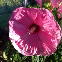 New Fresh Seeds 7 Pink Hibiscus Flower Seeds - $11.98