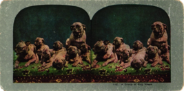 Early 1900s Antique Stereoview Card Stereoscope Dogs Group of Pugs - £9.19 GBP