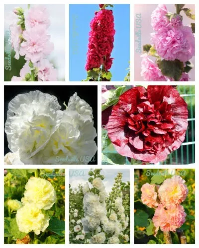 Dwarf Double Hollyhock Majorette Mix Alcea Rosea Red Pink White 50 Pure Seeds Fr - £10.96 GBP