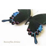 Luzon Peacock Papilio chikae VERY RARE Butterfly Framed Entomology Shado... - $245.81 CAD