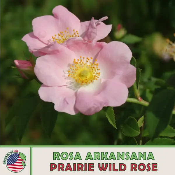 20 Prairie Wild Rose Seeds Rosa Arkansana Native Wildflower Genuine Usa Garden - £5.32 GBP