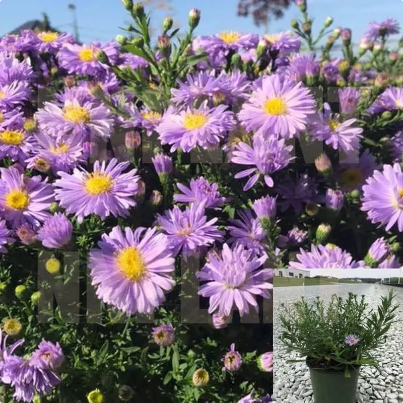 Aster Kickin Purple 4 incehs Aster Compact Live Plant Outdoor Purple Flo... - $26.97
