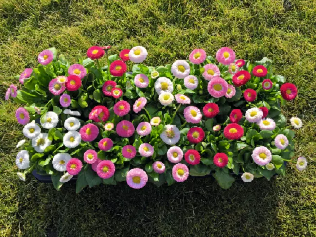 Bellis Seeds Bella Daisy Mix 25 Pelleted Seeds English Daisy - $18.10