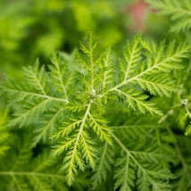 New Fresh USA Seller Sweet Wormwood Sweet Annie Artermisia Annua 20 Seeds - $5.98